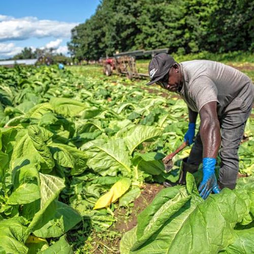 Noel Scarlett of Jamaica chops broadleaf tobacco for a Honey Pot Farm harvest at the old Boyle Farm on Chestnut Street in Hatfield on Thursday, Aug. 23, 2018.