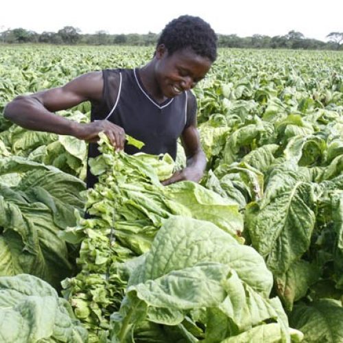 Tobacco-farming-181